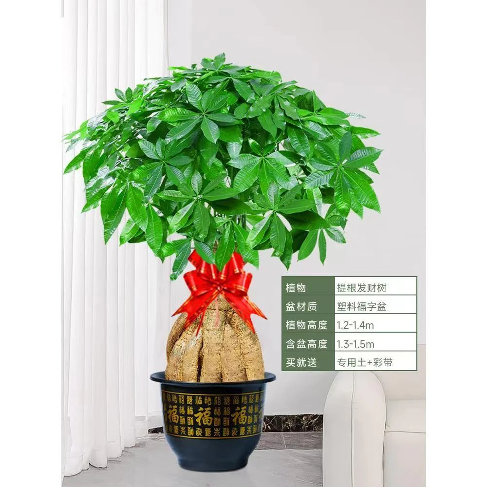 绿植室内客厅提根发财树大盆栽好养活特色绿植