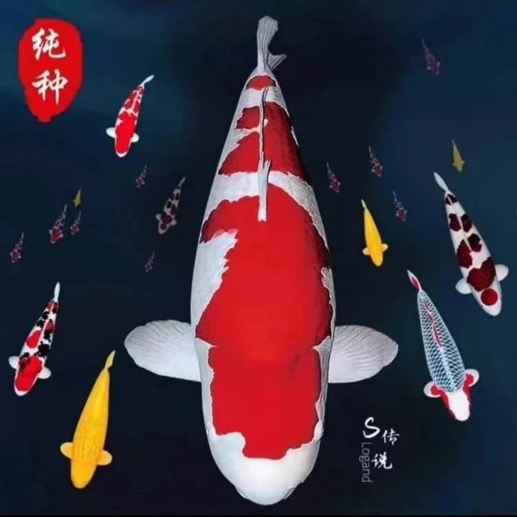 锦鲤鱼23-26cm公分左右一条，包邮包活