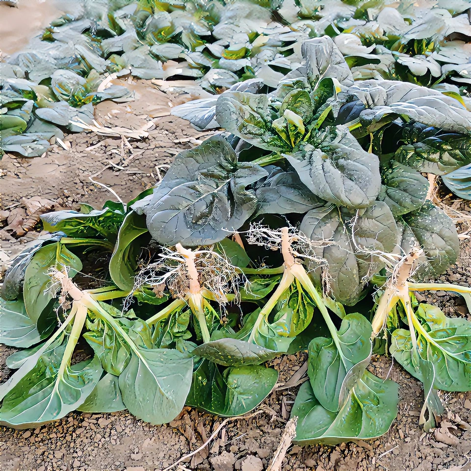 【热卖】河南矮杆霜打趴地菠菜5斤装3斤装菠菜农家蔬菜新鲜
