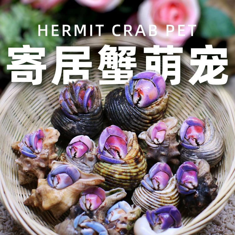 萌宠陆生寄居蟹活体～好养易活 桌面萌宠 淡水观赏蟹螃蟹儿童礼物