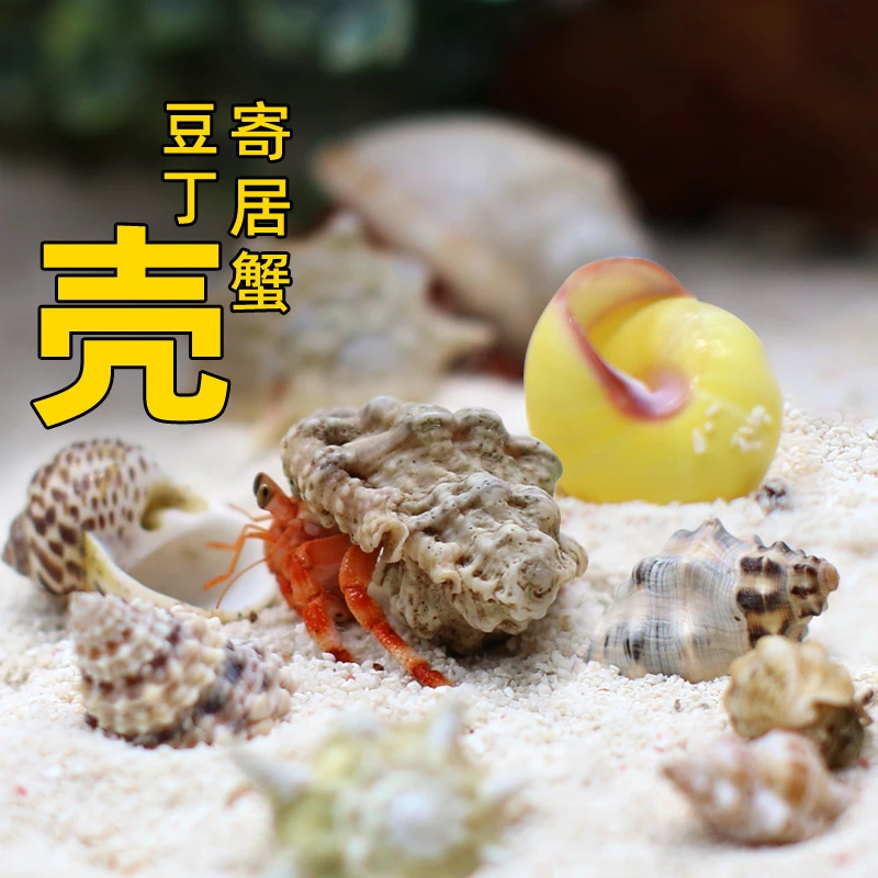 寄居蟹豆丁替换壳～迷你房子大号小号天然贝壳海螺壳摆件装饰造景