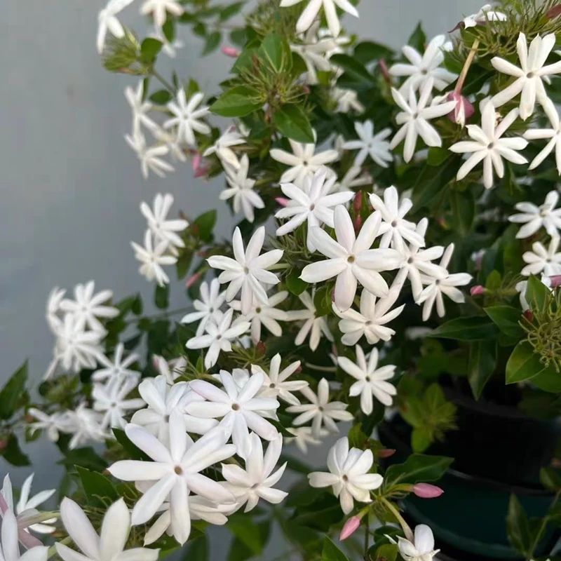 水茉莉盆栽越南笔尖粉苞茉莉素馨茉莉庭院阳台多年生木本植物好养