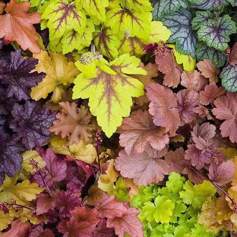 花镜植物矾根盆栽彩叶植物室外多年生耐寒耐热盆栽花园里的调色板