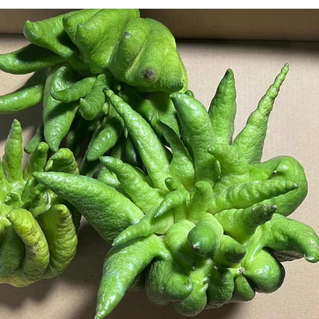 鲜花 鲜切佛手柑 金佛手 云南基地直发可闻香清供可食用