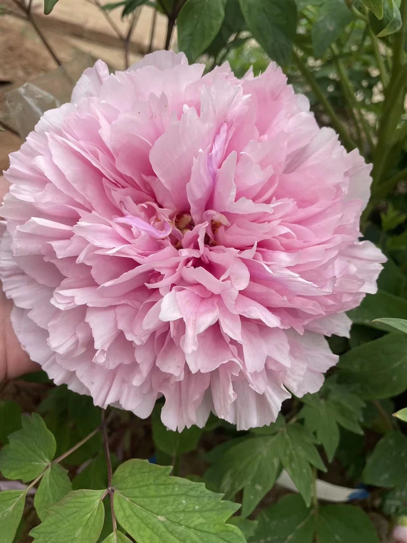 牡丹花卉绿植庭院一物一拍