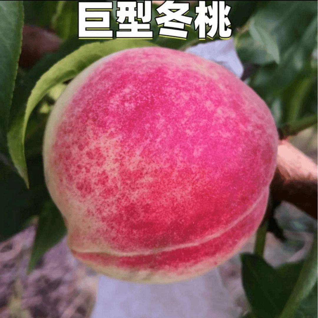 嫁接冬桃树苗晚熟新品种特大超甜南北方种植耐寒盆栽地栽当年结果