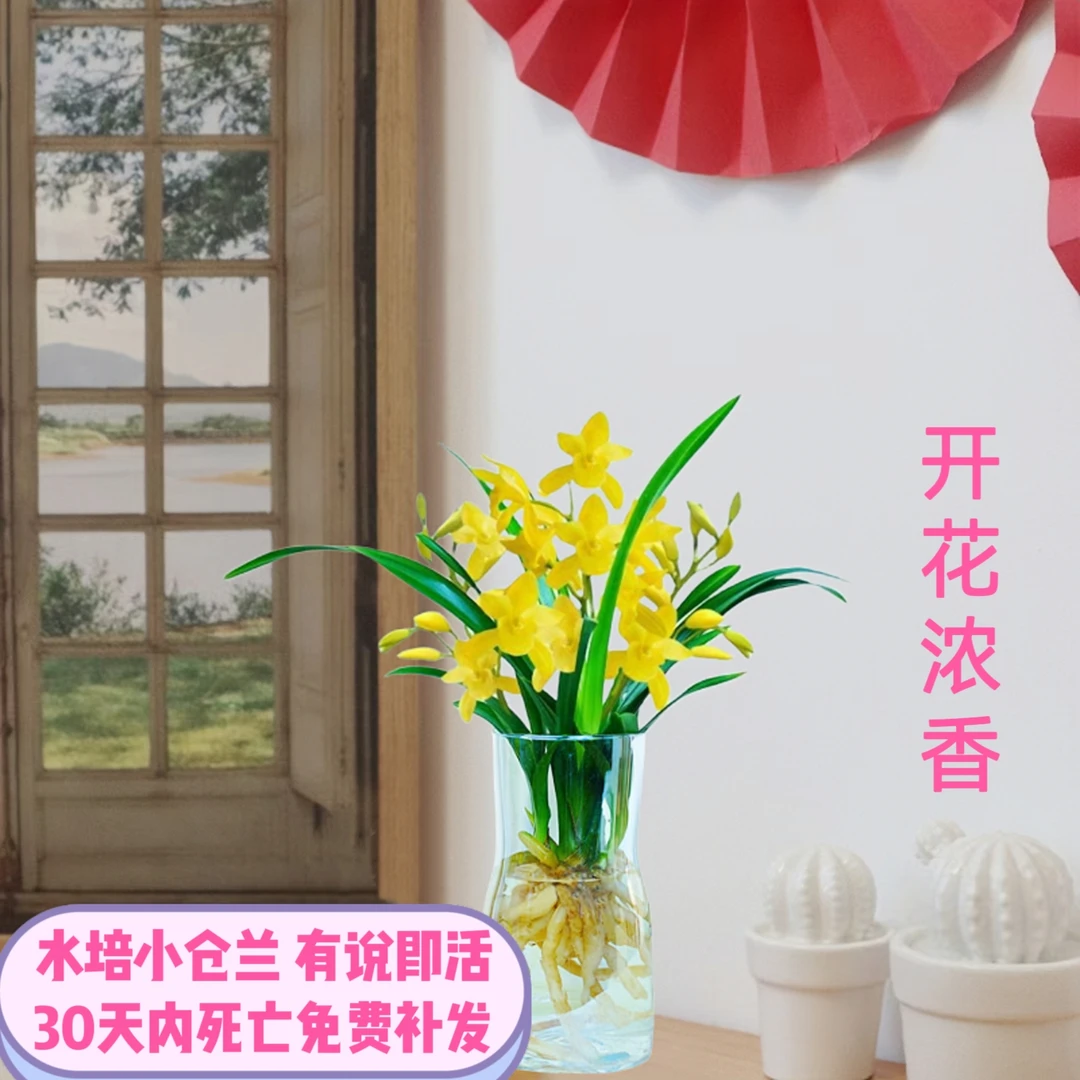 水培 小苍兰 好养四季常青花卉盆栽室内外办公绿植花卉浓香型