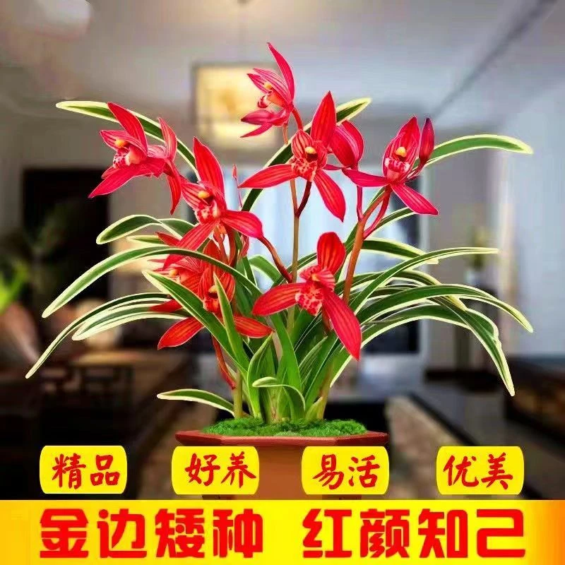 红颜知己  矮种金边线艺兰花苗 四季开花室内外盆栽花卉绿植