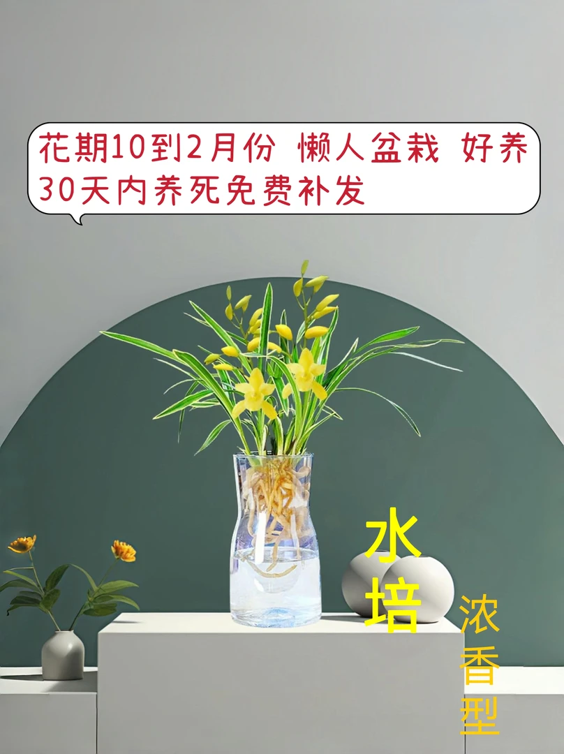 水培小苍兰 金边兰花苗浓香型好养室内外花卉四季常青绿植盆栽