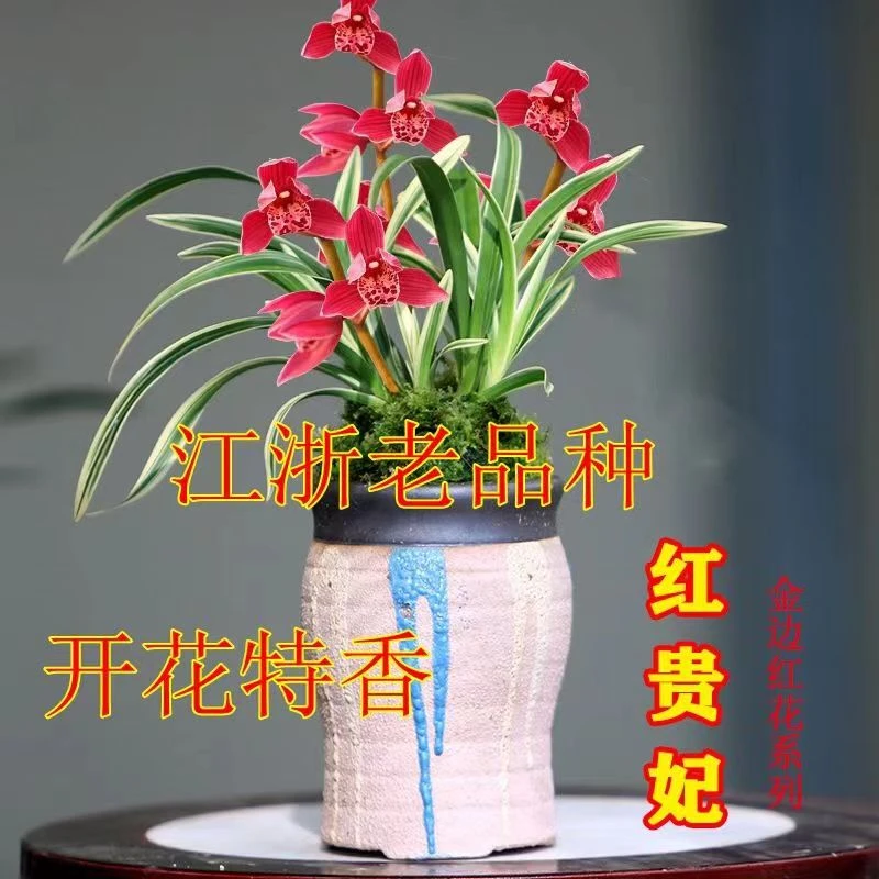 金边红贵妃   浓香型四季建兰 老种兰花苗 好养易开绿植花卉盆栽