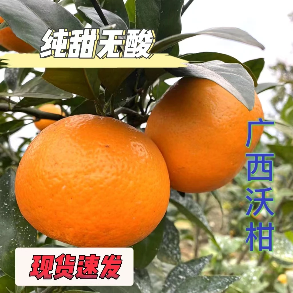 广西沃柑脆甜爆汁带石灰现摘现发2/4/8斤脆嫩饱满成熟采摘甜蜜