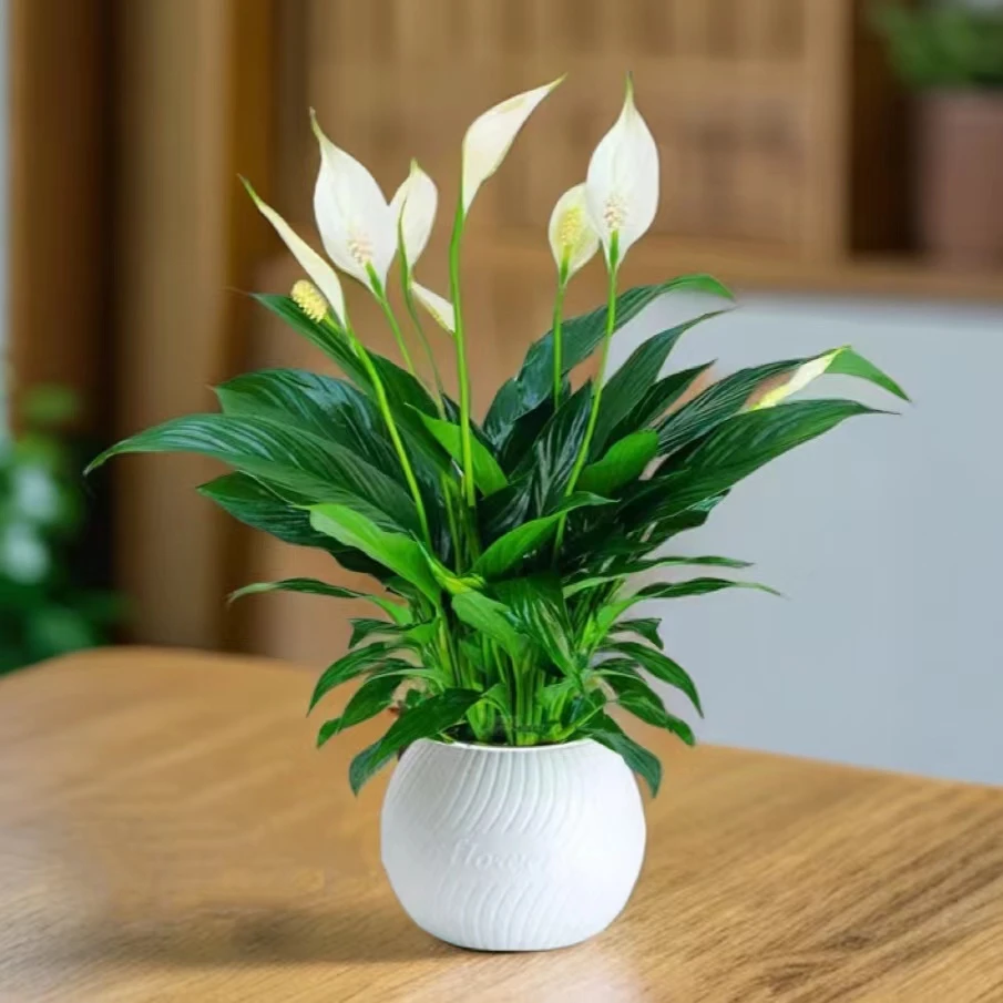 白掌盆栽花卉绿植土培白掌室内客厅办公室好养净化空气四季常青