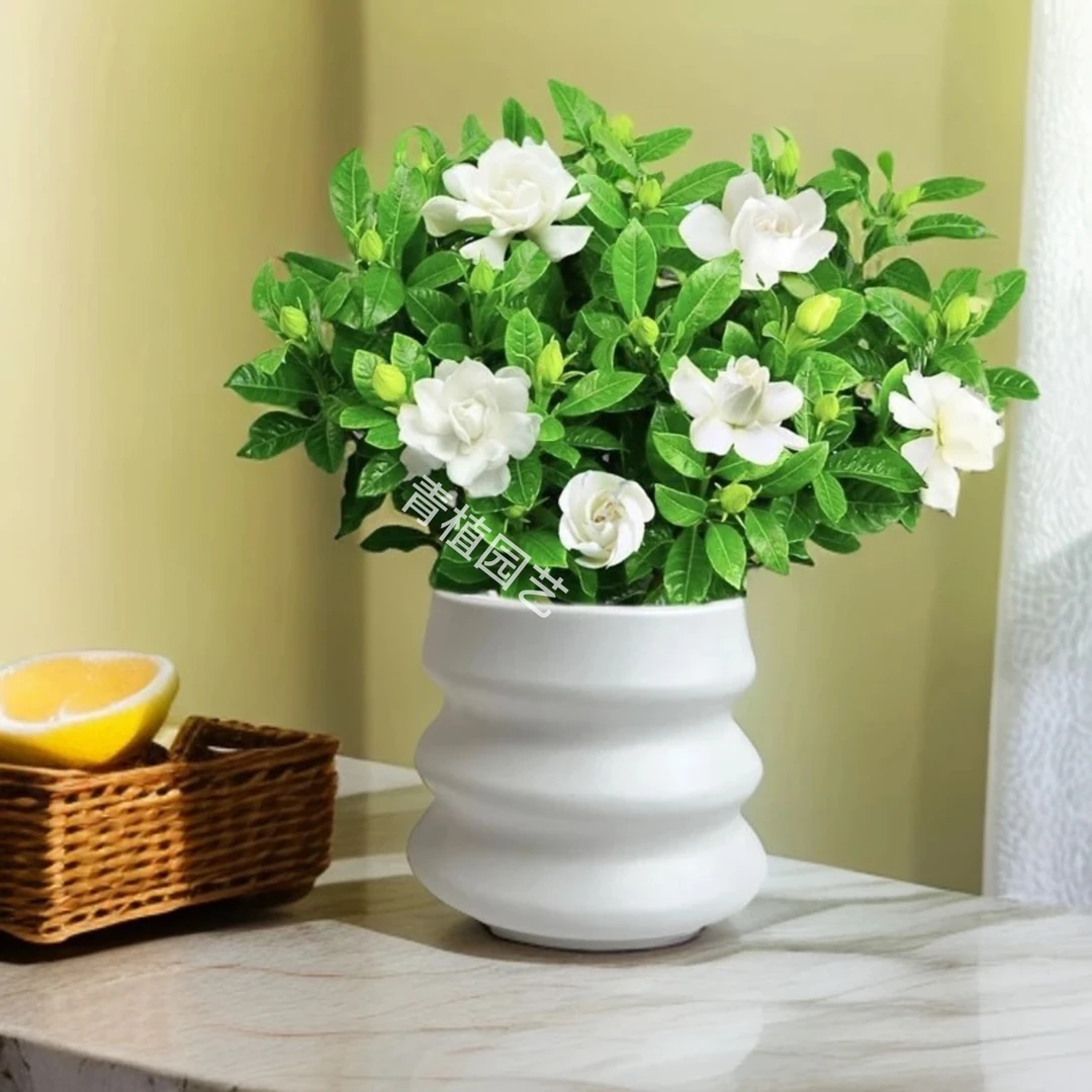 栀子花浓香型四季好养净化空气办公室庭院阳台花卉绿植物四季常青