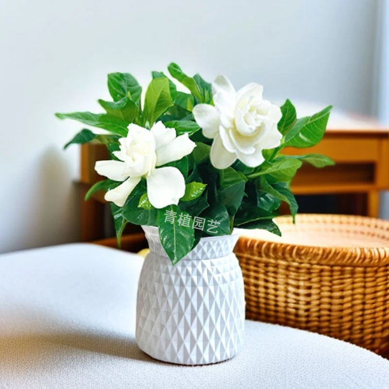 栀子花盆栽办公室桌面室内绿植花卉净化空气懒人花好养活四季常青