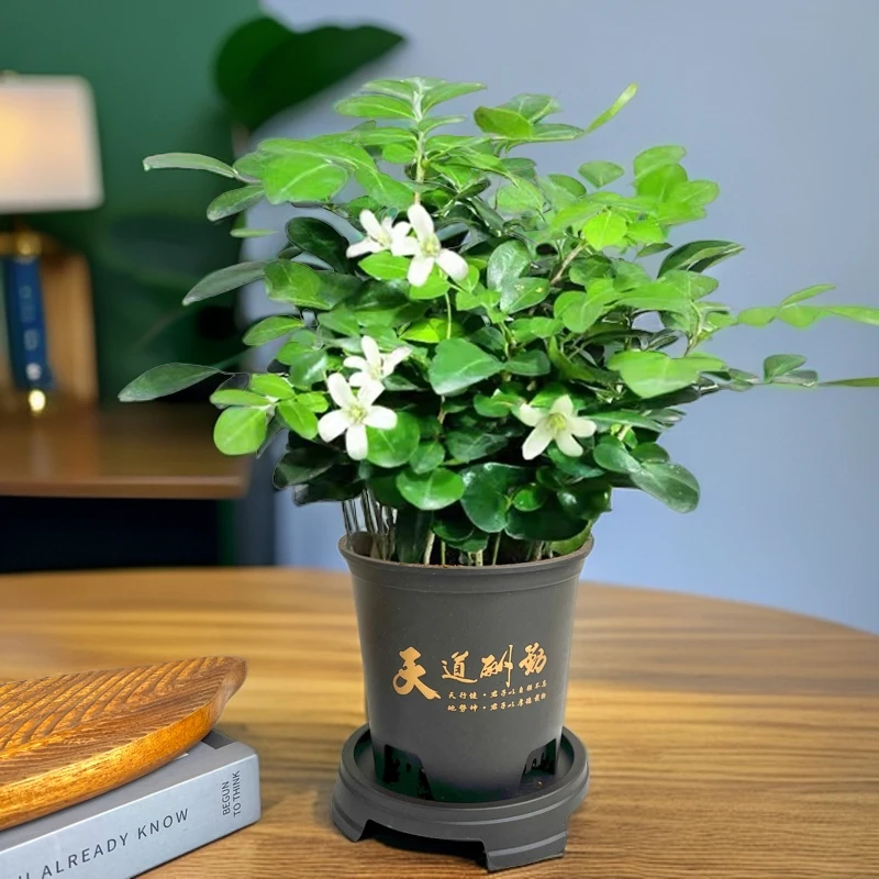 【九里香】客厅桌面植物绿植花卉盆好养护可开花卉鲜活发货观叶耐旱