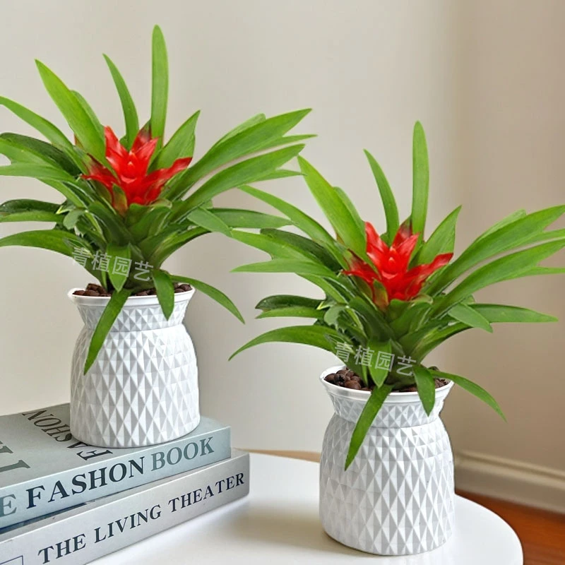 【 买一送一】鸿运当头绿植盆栽小红星室内客厅装饰摆件懒人好养护