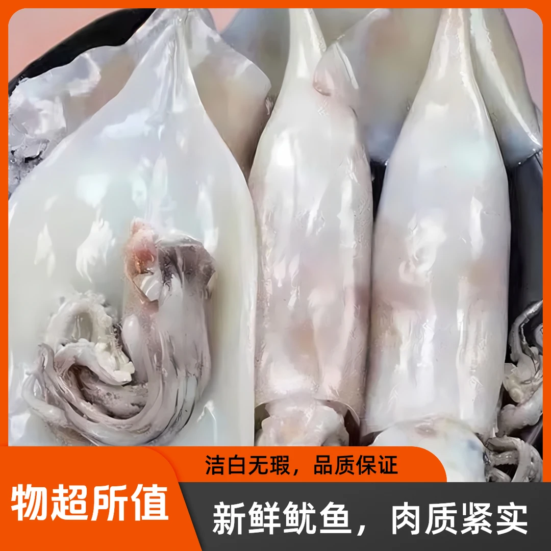 免清理去内脏鱿鱼美味新鲜红烧顺丰直达野生鱿鱼 整只烧烤辣炒