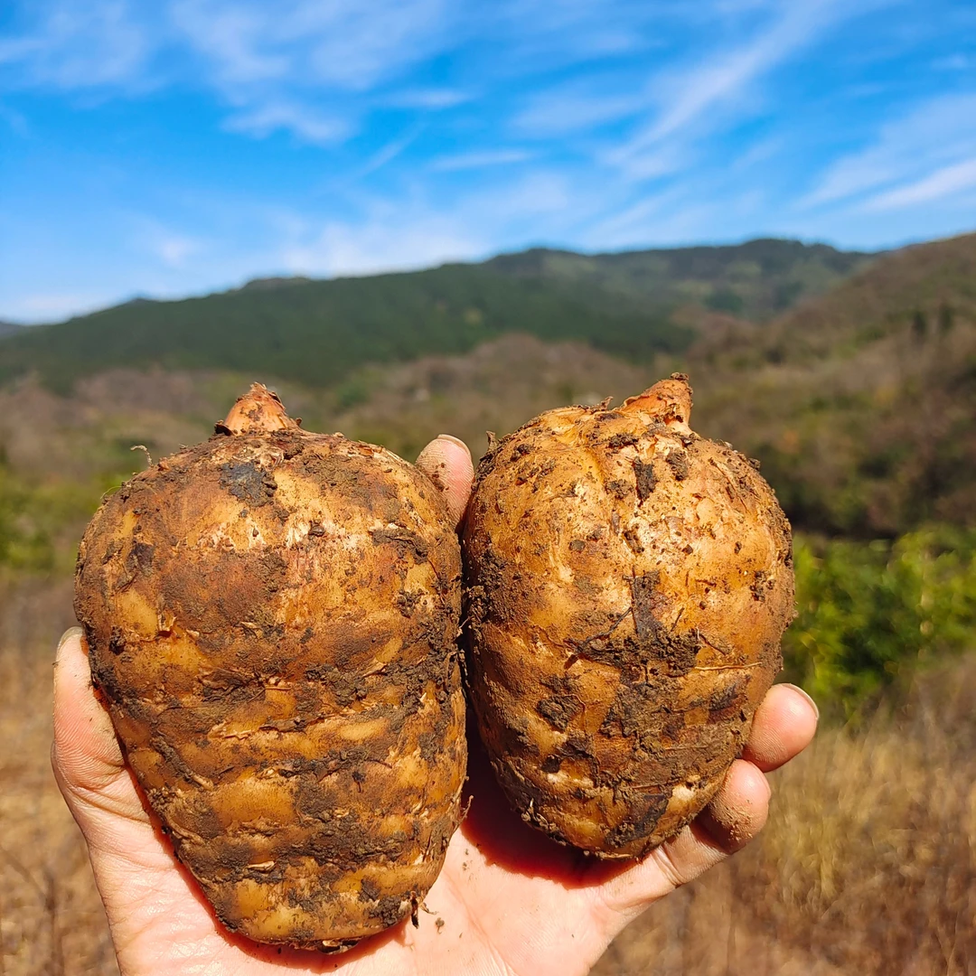 云南新鲜天麻昭通小草坝天麻产地发货高山林下三年仿野生乌天麻