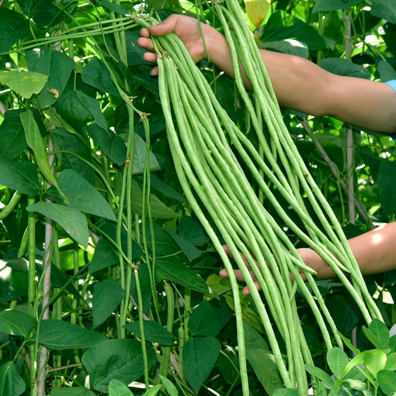 瀑布长豇豆辣椒蔬菜种子小院地栽四季种植摘不败无架豆角新鲜菜籽