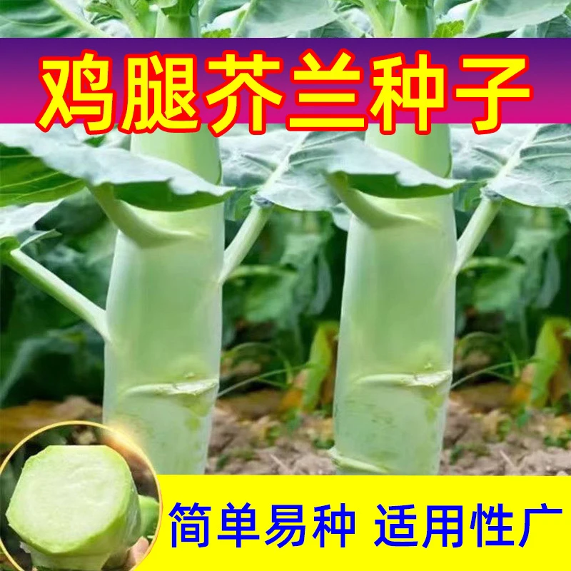 【新种上市】鸡腿芥兰种子芥蓝菜种籽夏季种植耐热蔬菜种子