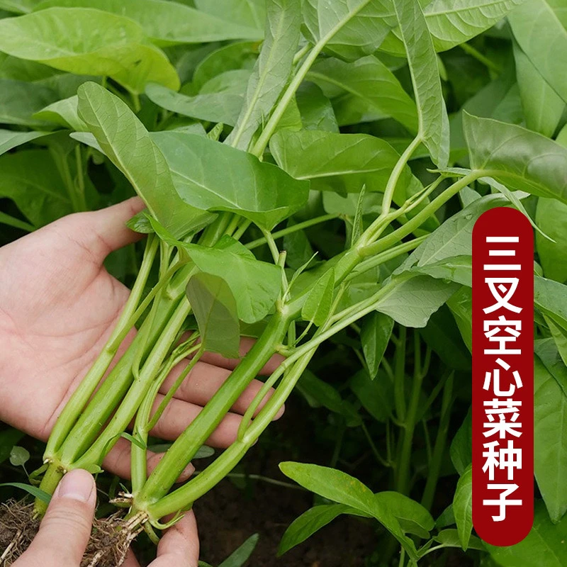 【三叉空心菜】空心菜种籽柳叶空心菜青梗菜种子四季种植蔬菜