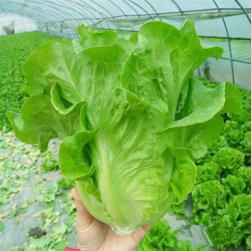 生菜蔬菜种子意大利全年生菜种子四季播生新鲜菜蔬菜阳台正品种菜