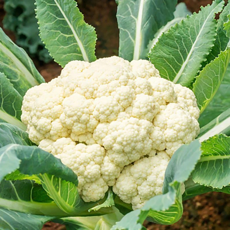 白雪花菜种籽花椰菜种孑西兰花籽蔬菜种籽