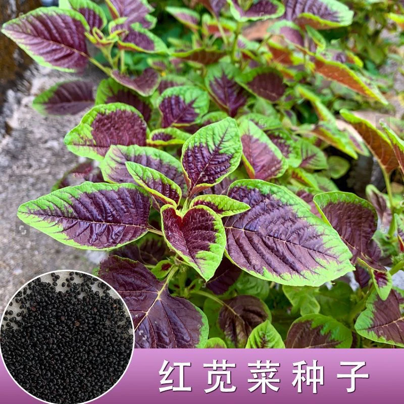 红苋菜种子苋菜种籽蔬菜种子四季阳台蔬菜菜籽