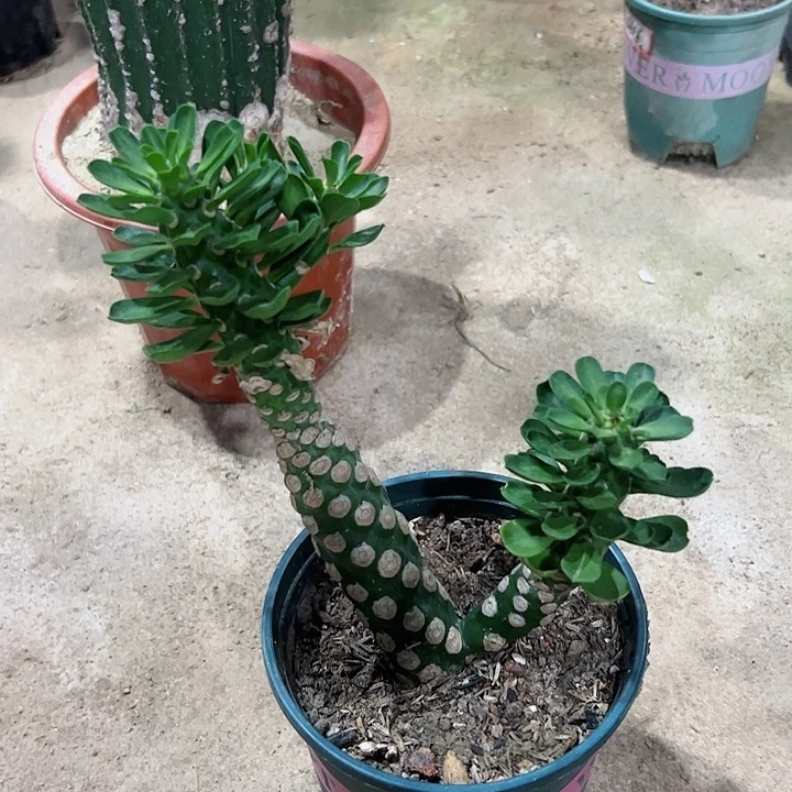 【闪购商品】绿**保无刺霸王边