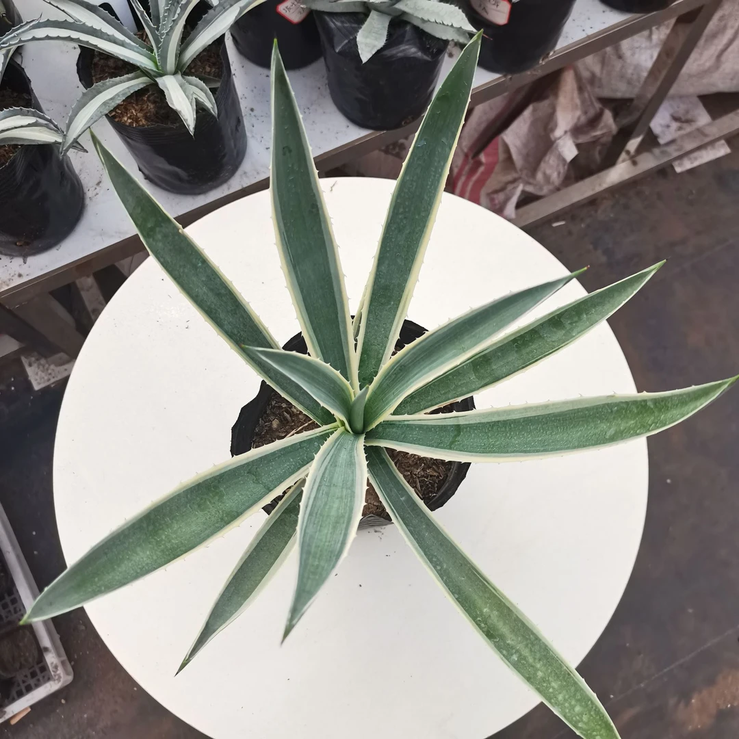 银边金边龙舌兰绿植沙生植物园林景观不可多得的品种