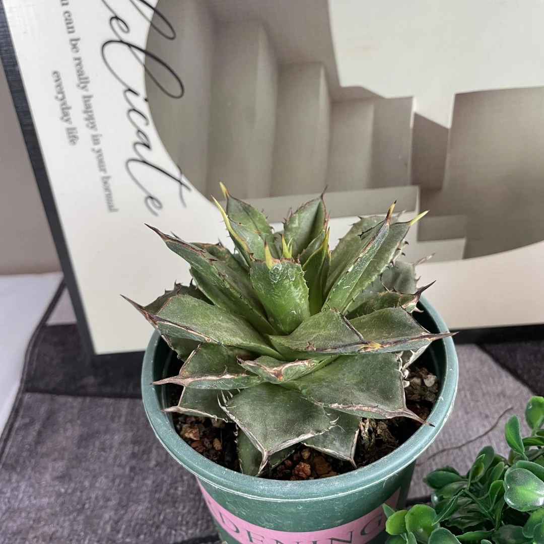 小岛白刺 龙舌兰 阳台办公装饰吸甲醛冠幅15厘米左右多肉植物盆栽