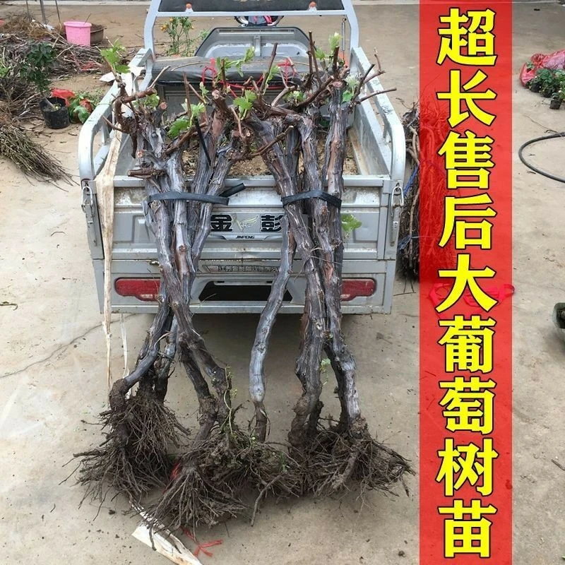 阳光玫瑰葡萄树苖巨峰蓝宝石葡萄苗无籽南方北方种植盆栽庭院爬藤