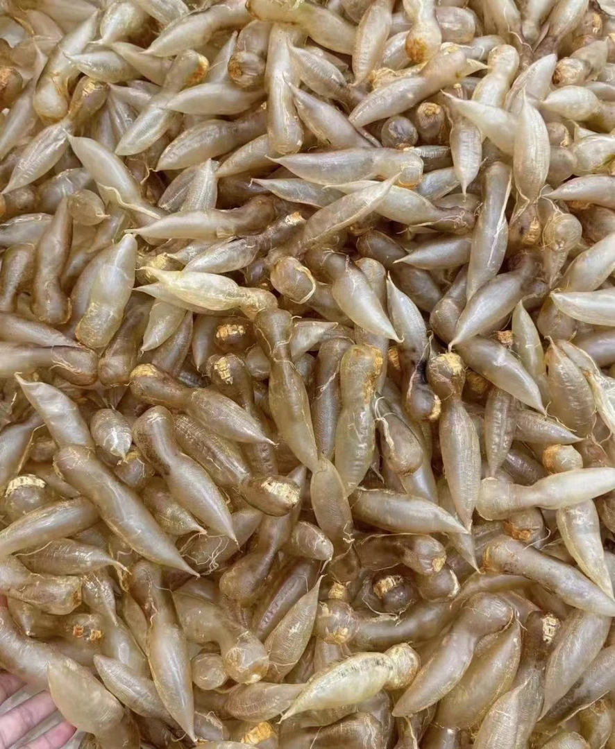 丹妮滋补 蜘蛛鱼胶  滋补品 批发行 鱼胶 1-500g
