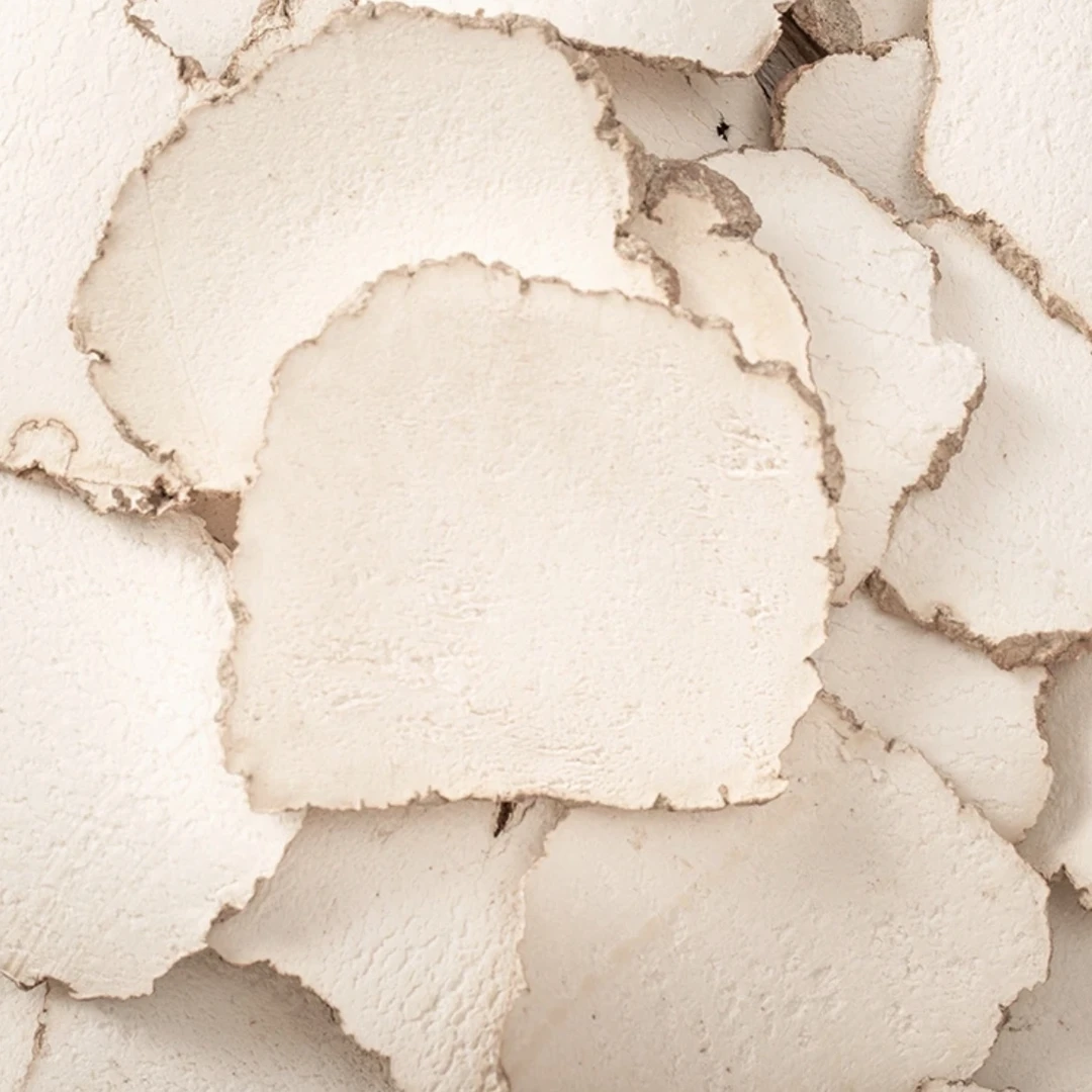 甄选好物 热带虎乳菌