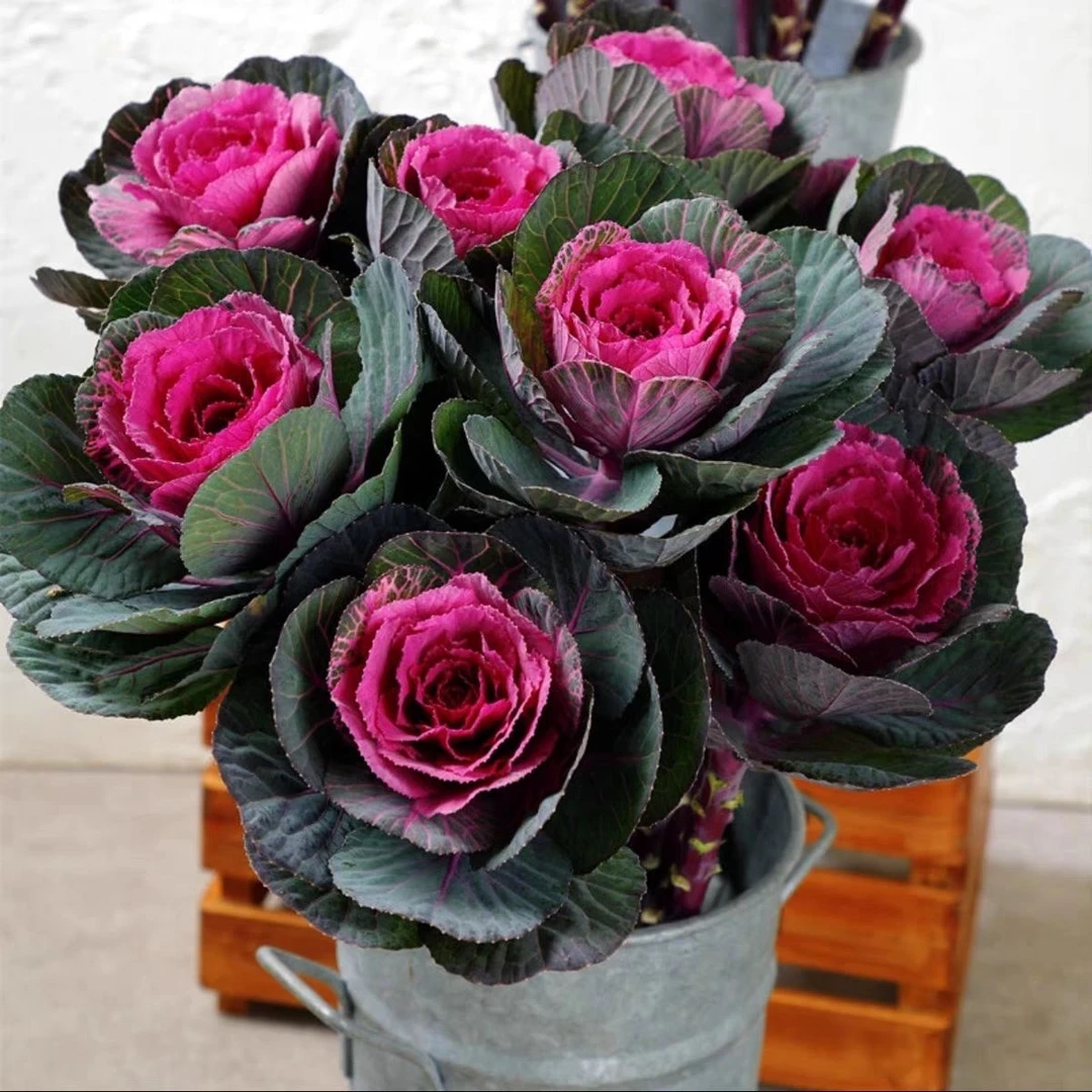 羽衣甘蓝多头新手推荐阳台庭院园林观赏植物耐寒盆栽可使用抗寒