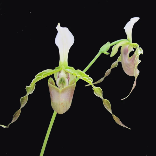 长瓣兜兰、花奇特、如翩翩起舞的少女兰花美观培养种植