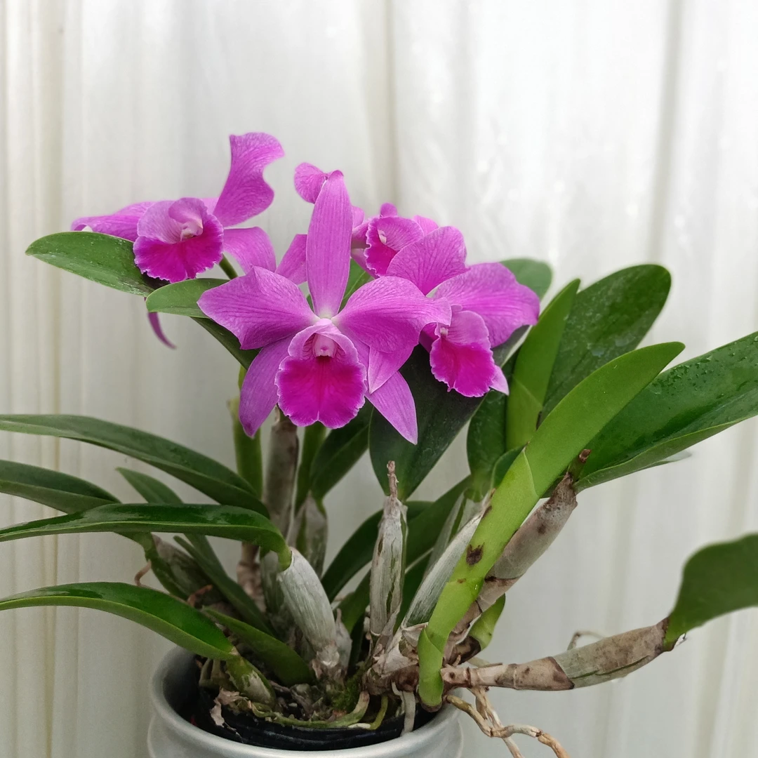 【甜蜜蜜】紫红卡特兰花香怡人花朵奇异可爱、酒柜佳品兰花紫色开花