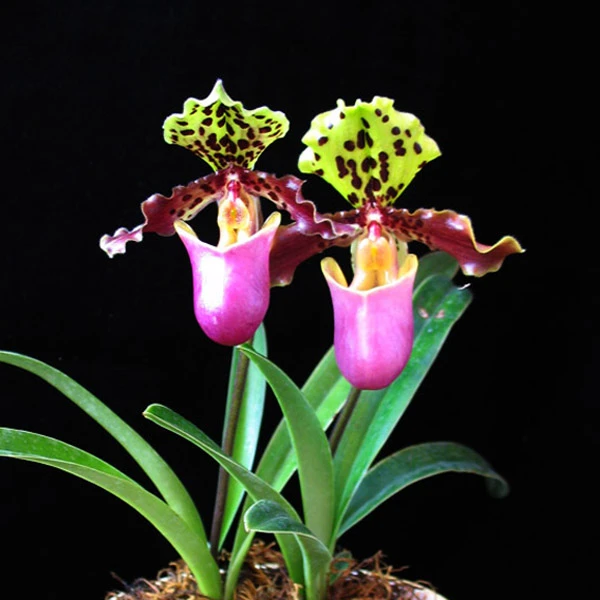 亨利兜兰 花型奇特优美、庄重雅致兰花美观生长种植开花