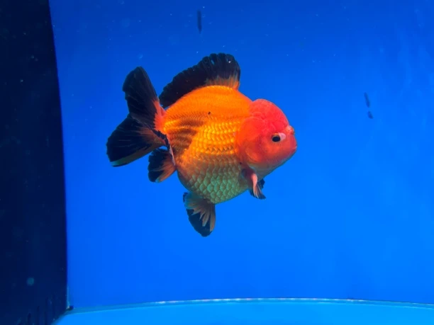 将军鱼场特色短尾泰狮金鱼