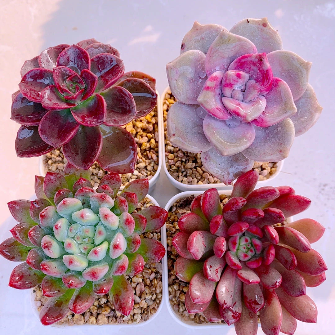 多肉植物组四巧克力方砖紫乐蓝苹果红宝石送盆土50
