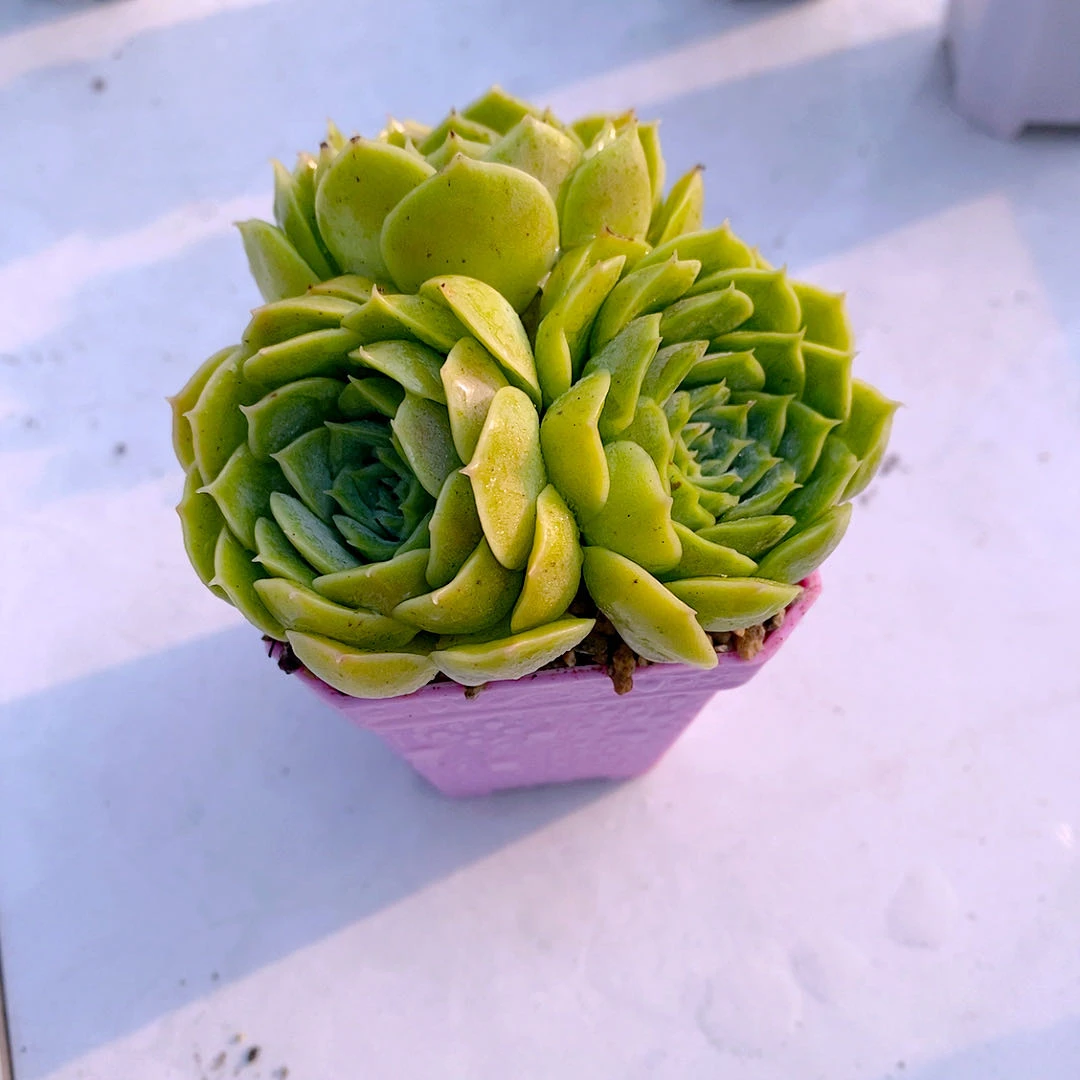 多肉植物昂斯诺三颗满8.8元包邮