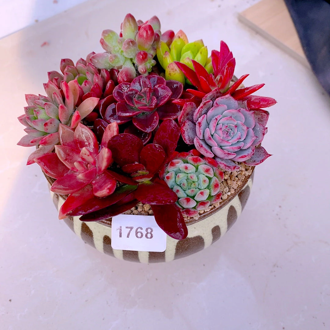 多肉植物1768指定十颗送大圆盆土72