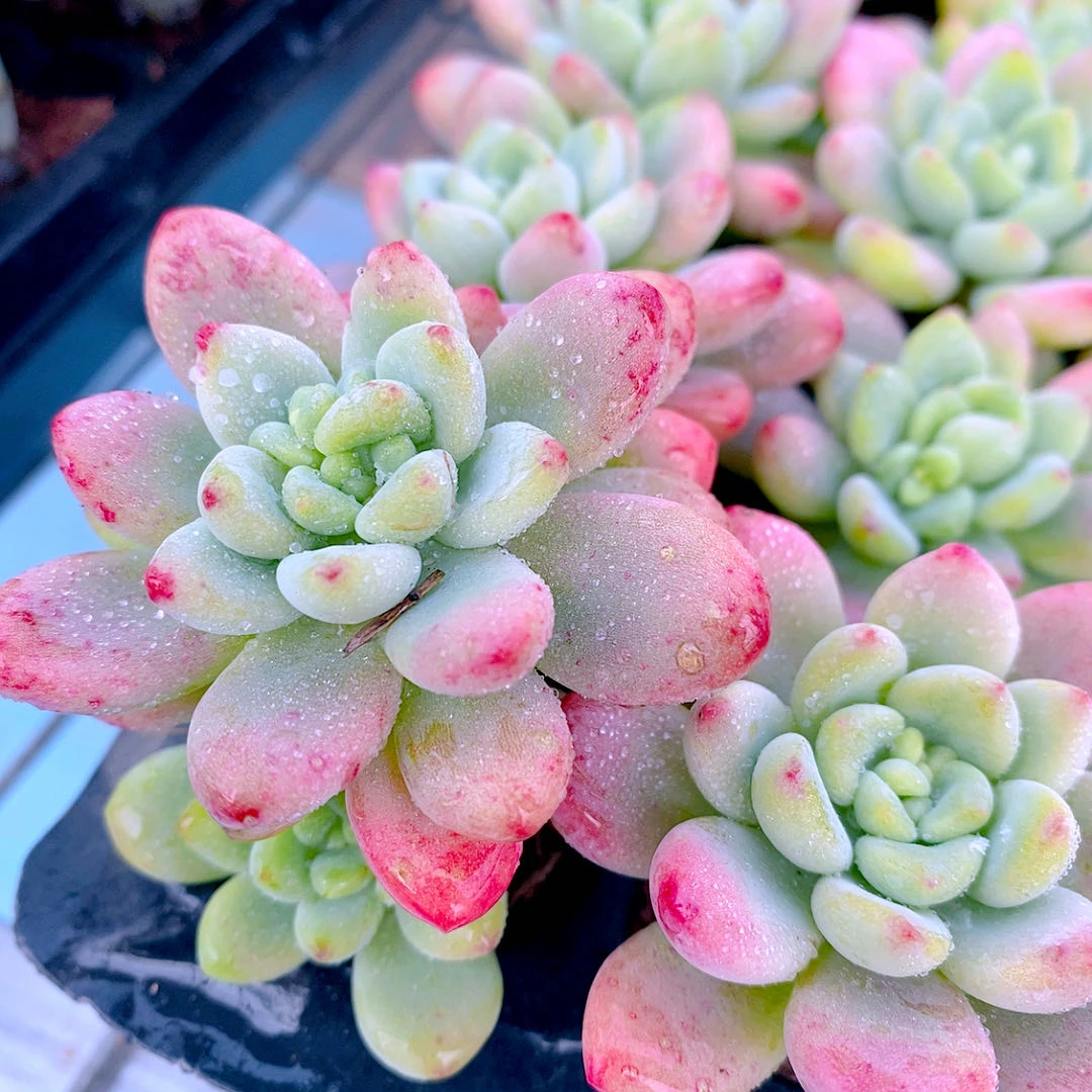 多肉植物组八凝脂莲72