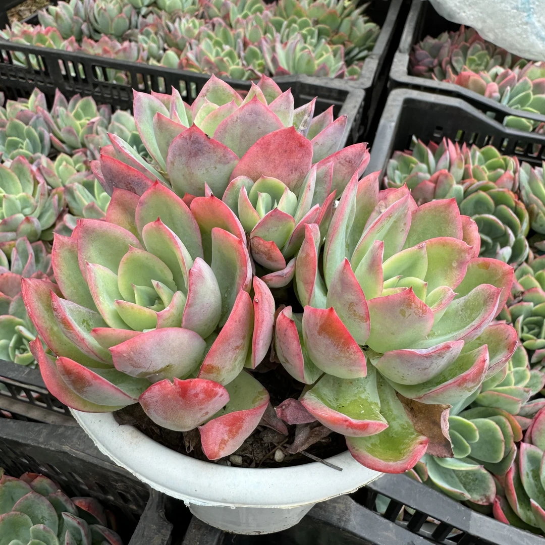 y多肉植物绮罗双群容易养活160