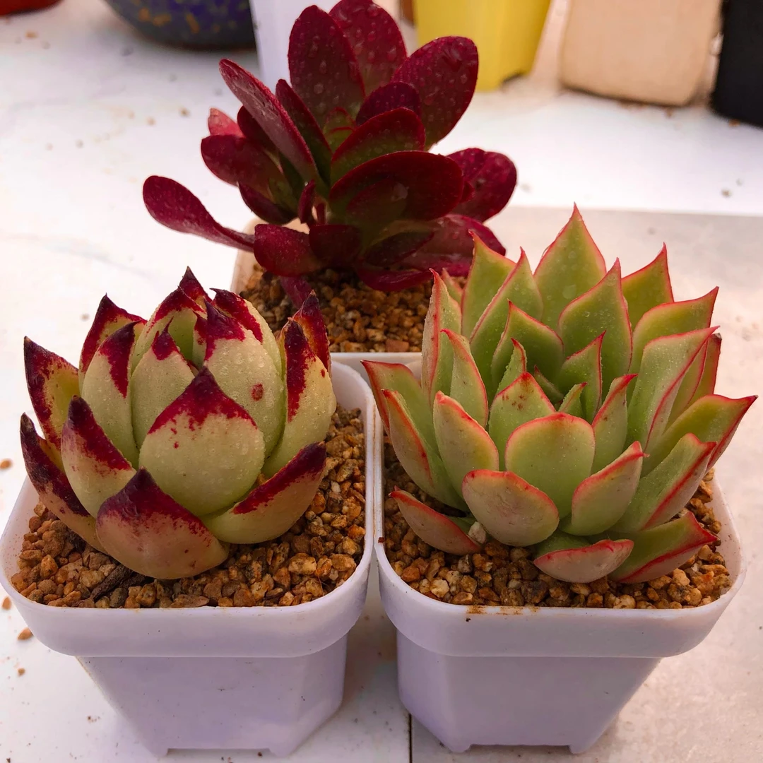 多肉植物紫蝶 乌木 宝莲灯 送花盆土包邮