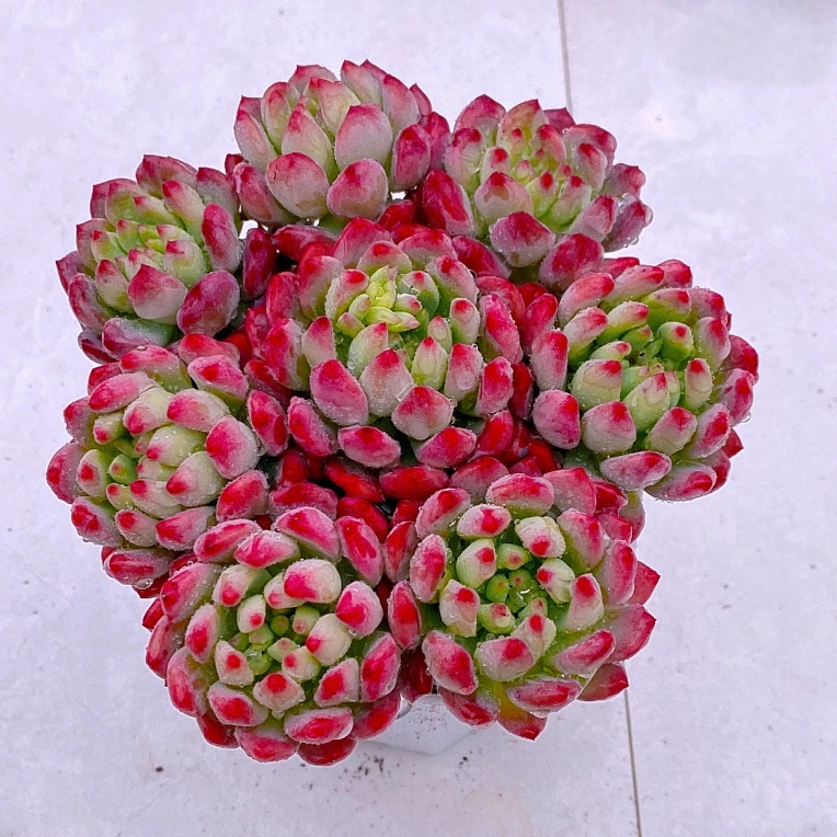 蓝苹果八颗送八角盆土