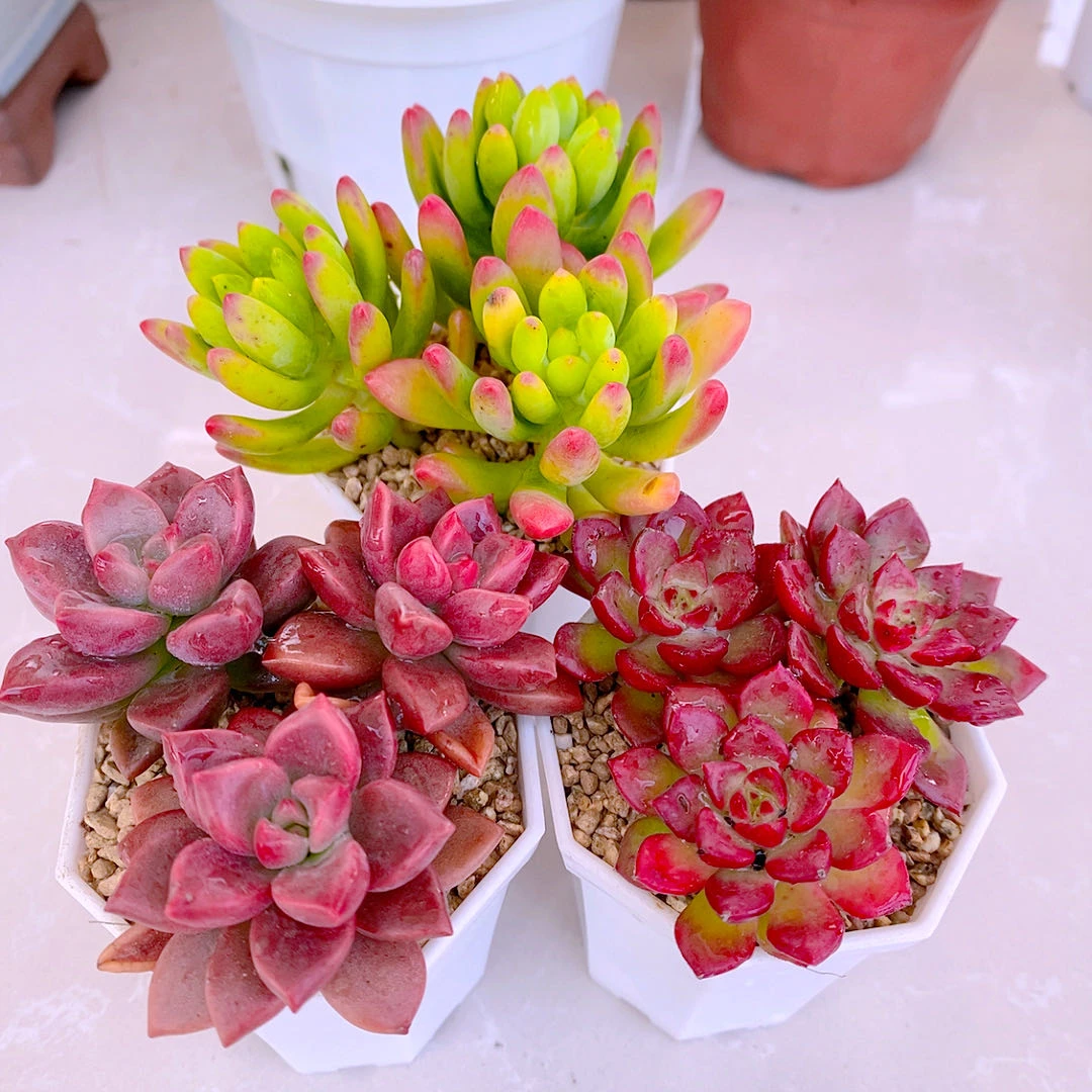 多肉植物组三柠檬手指姬陇月蒂亚各三颗送盆土72