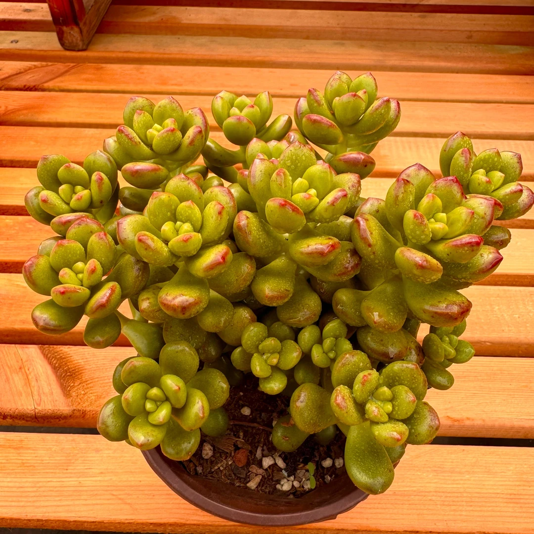 y多肉植物丸叶松绿新品容易养活