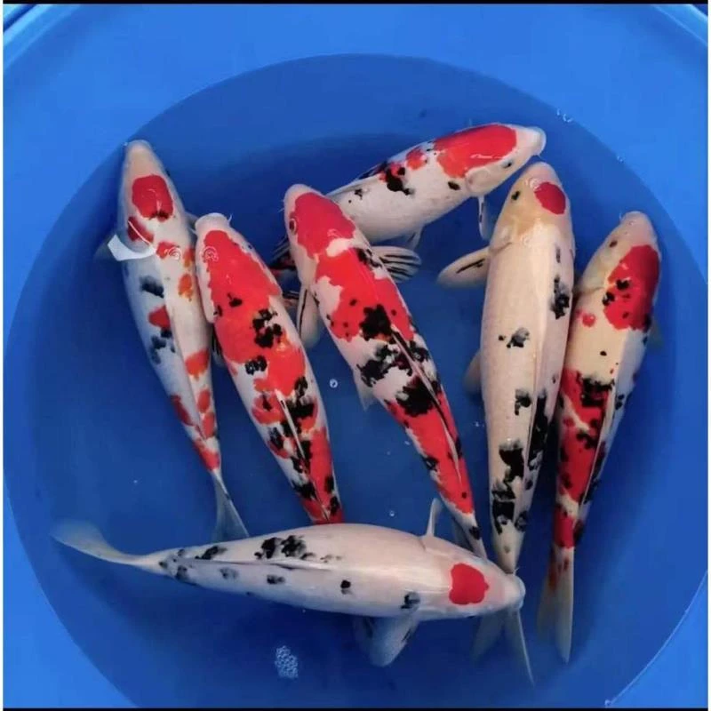 大正孔雀秋翠锦鲤红白三色龙系昭和菲写芥子茶鲤 包活(不包邮）