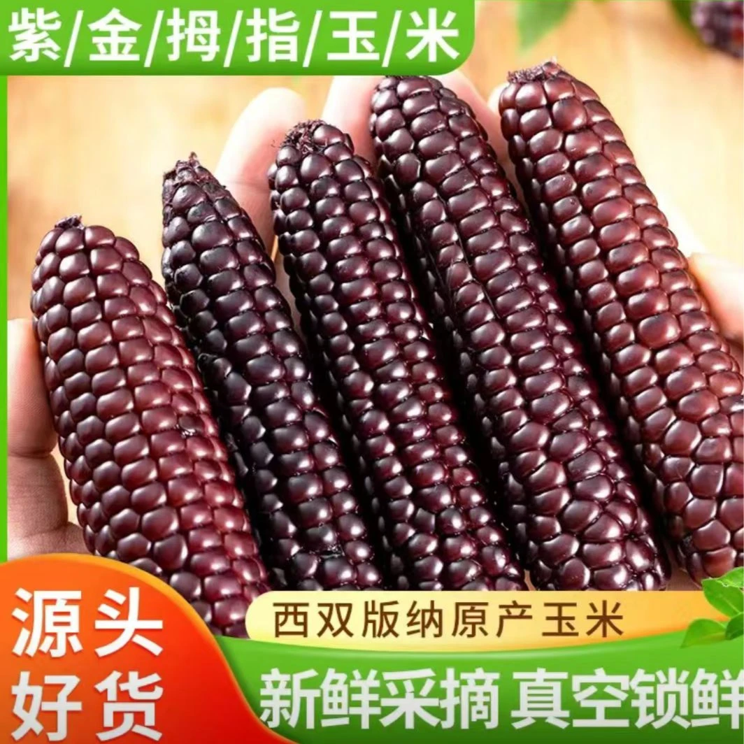 西双版纳拇指紫玉米非转基因品种真空包装紫糯代餐主食2/4斤